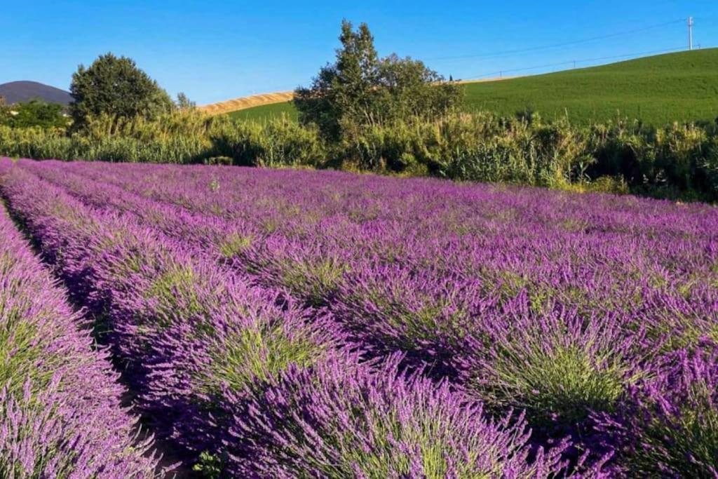 Appartamento Montenero Vista Mare Livorno Dış mekan fotoğraf